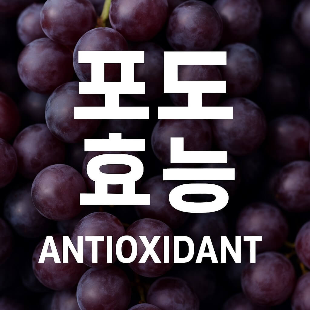 항산화 폭발! 포도가 노화 방지에 좋은 이유 썸네일 이미지