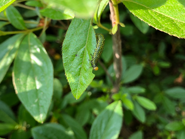 극동등에잎벌 노숙유충