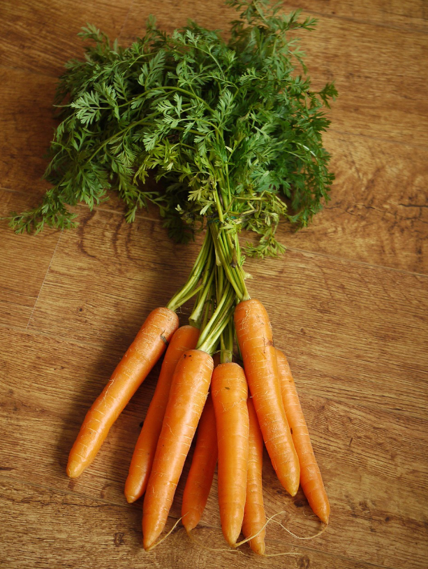 당근 심는 시기와 재배 요령