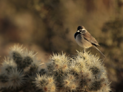 Desert Birds