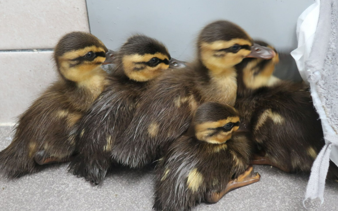 광주시, 야생동물 556마리 구조 성과