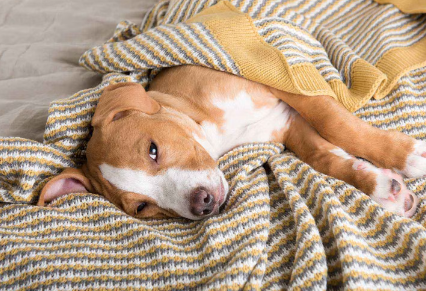 누워있는 강아지