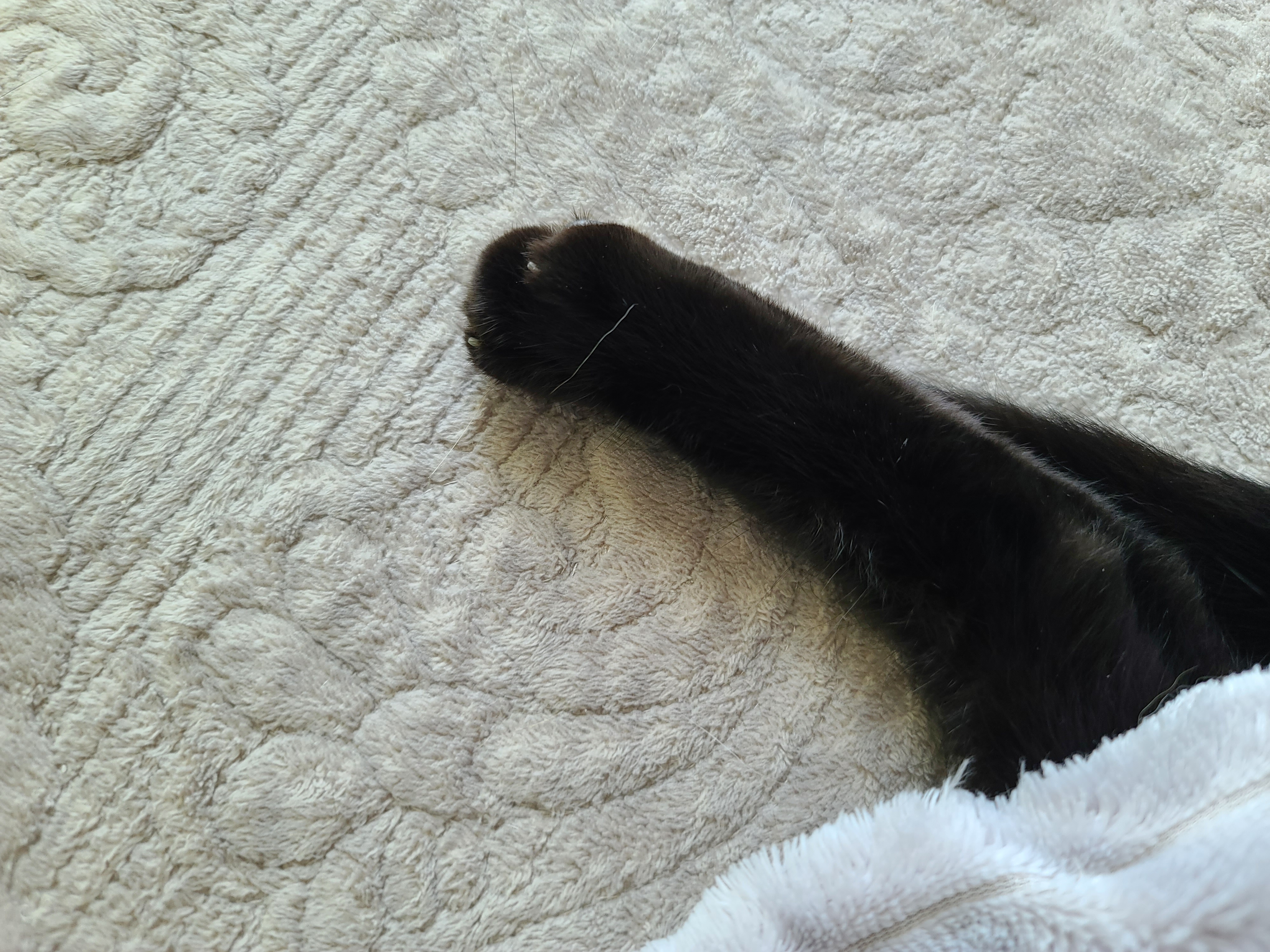 에어컨 바람을 피하고 싶을때 올블랙 건이와 막둥이 삐용이의 선택은...!