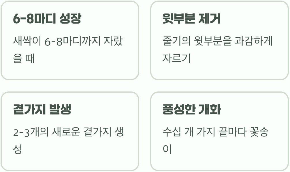 풍성한 꽃을 위한 여름의 약속&amp;#44; 순지르기