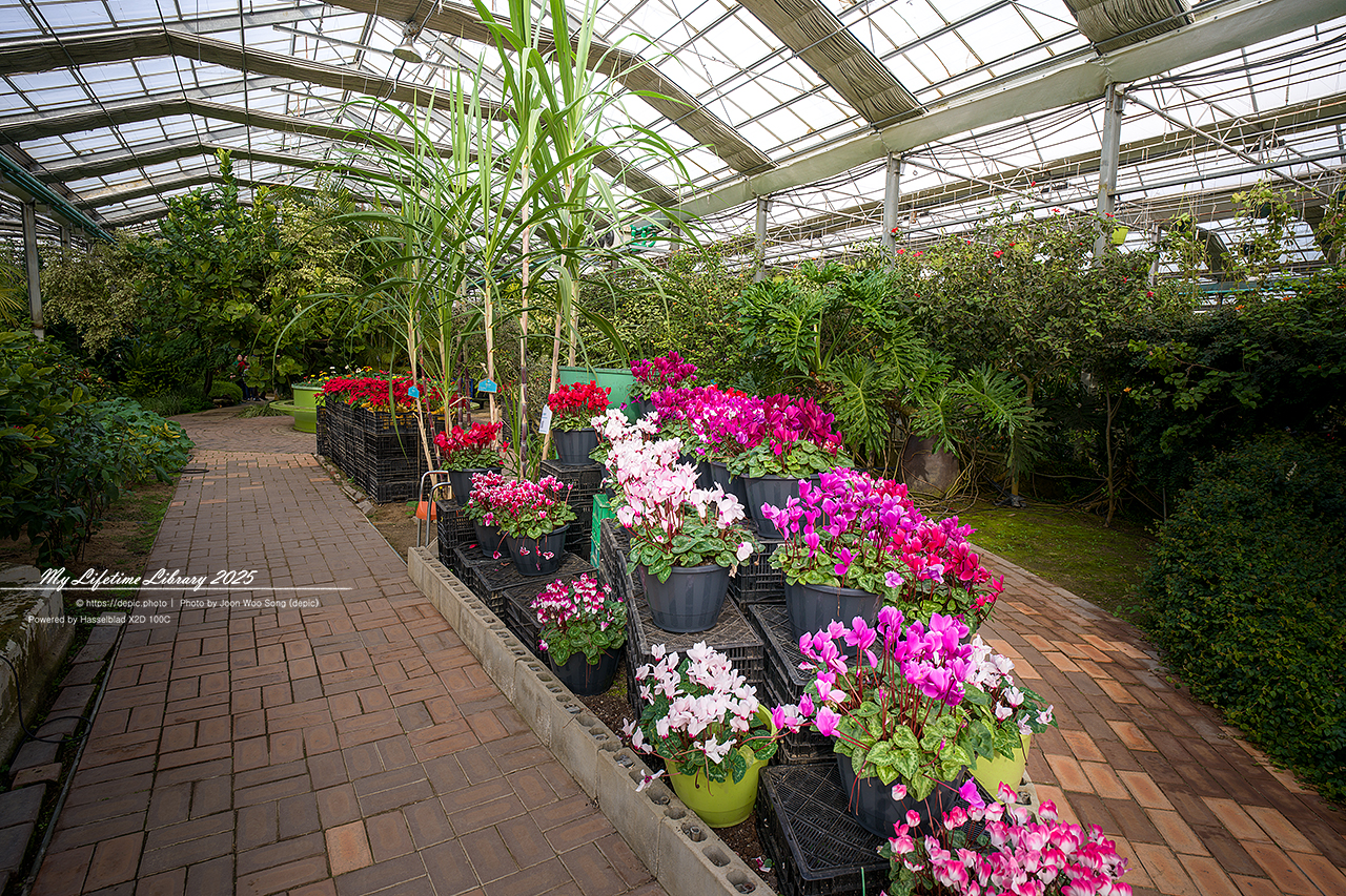 식물원 아산 세계꽃식물원 온실 꽃