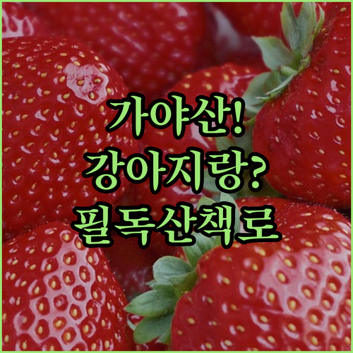 가야산 강아지 동반 여행 전 꼭 확인..