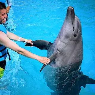 고래-돌고래-범고래-꿈-해몽-풀이-whale-dolphin-orca