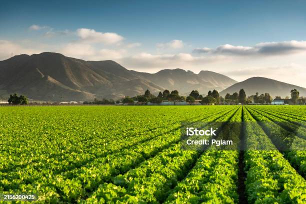 수직 농업이 도시의 녹지 공간 확장에 미치는 영향