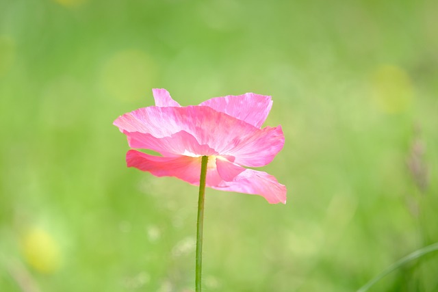 서울식물원 이용요금 및 할인 정보