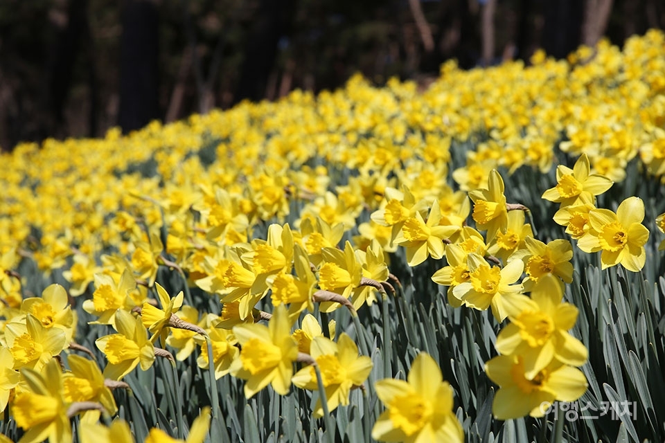 봄 축제 가볼만한곳: 서산유기방가옥 수선화 축제