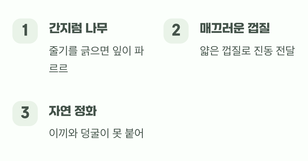 간지럼을 타는 신기한 나무