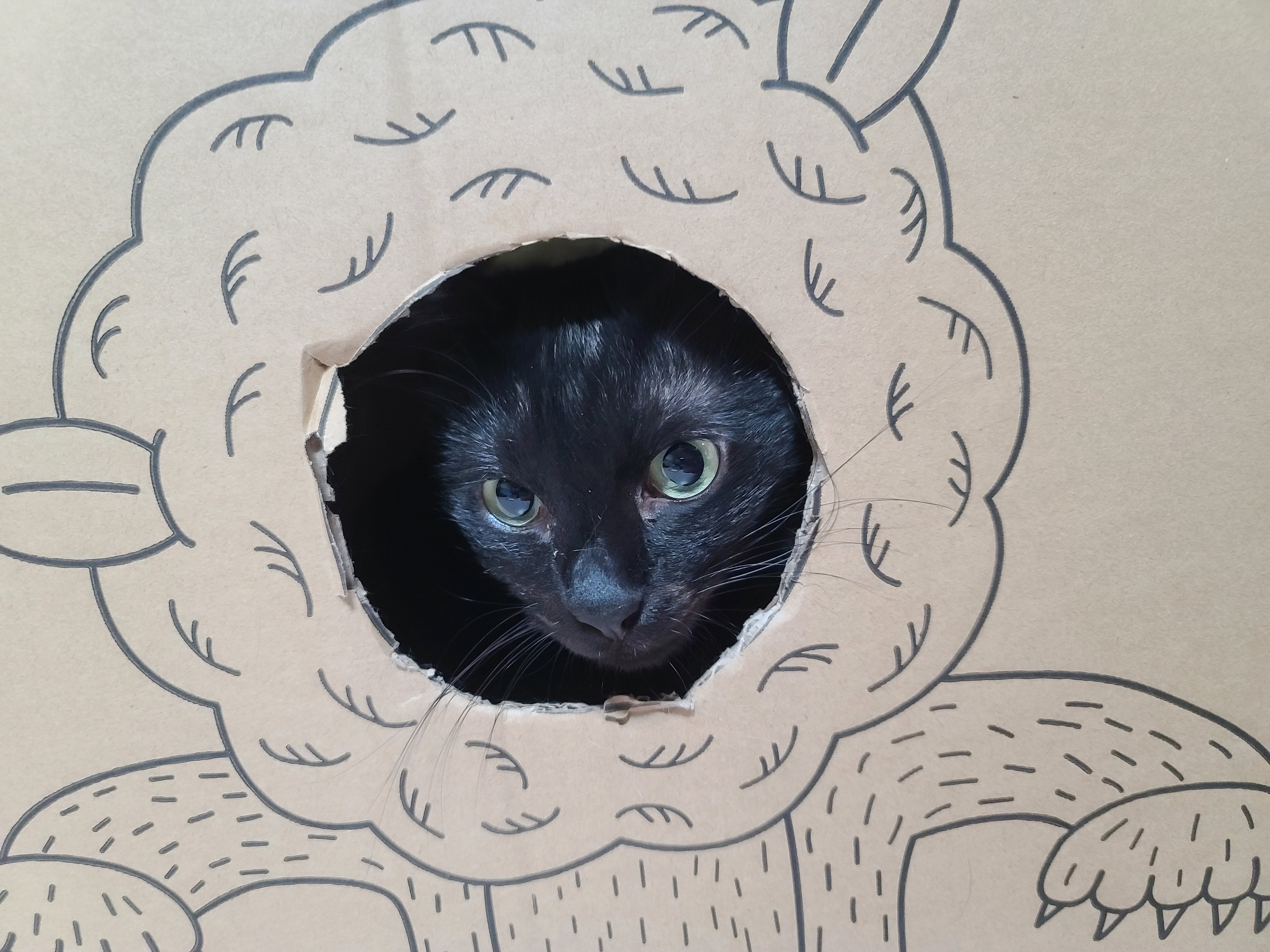 삐진 고양이 기분 풀어주기 (feat.고양이랑 놀아주는 방법)