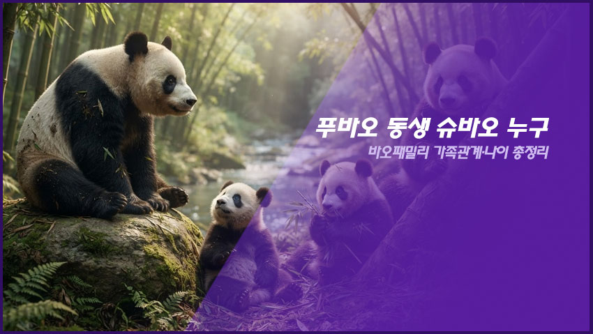 푸바오 동생 슈바오 누구|바오패밀리 가족관계·나이 총정리