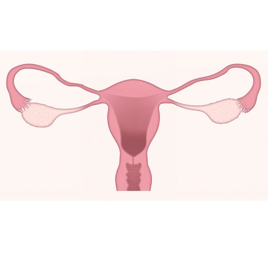 프로폴리스 효능