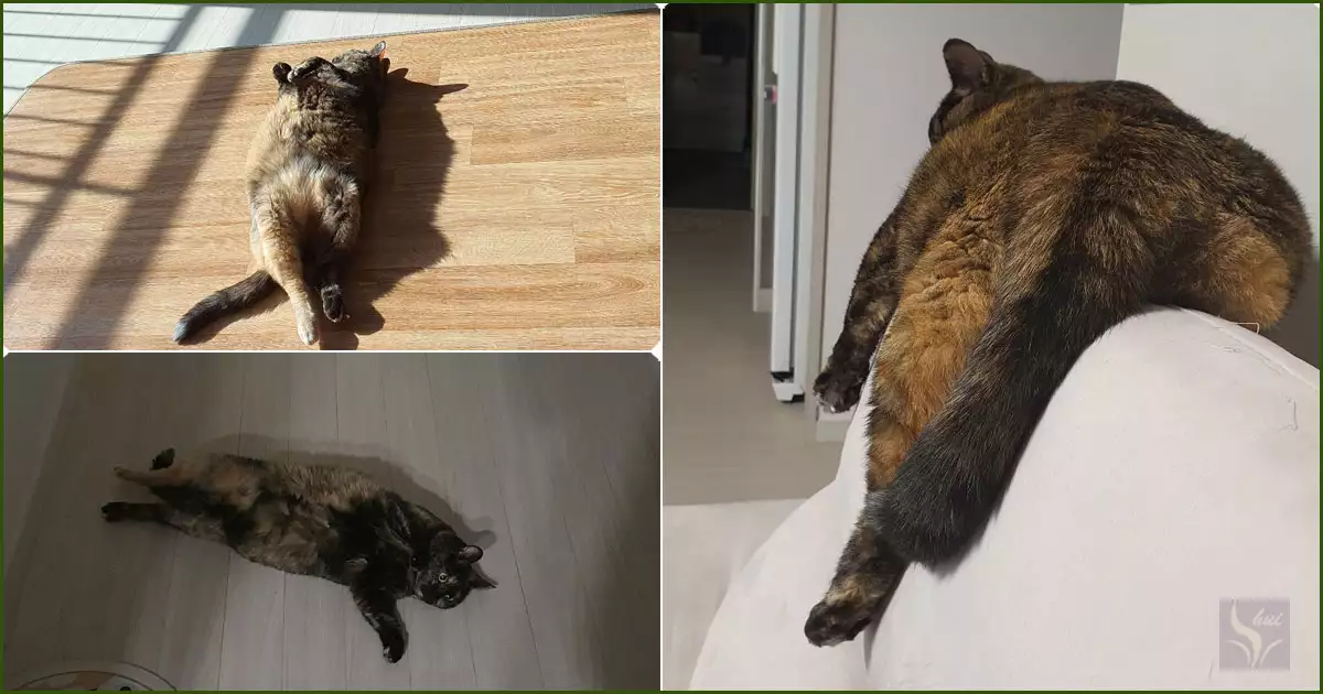 휴식중인 다올이