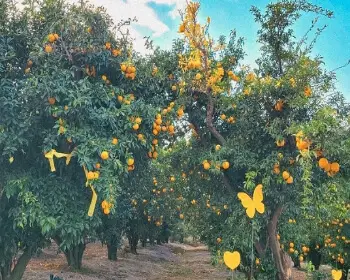 고흥 유자축제_30