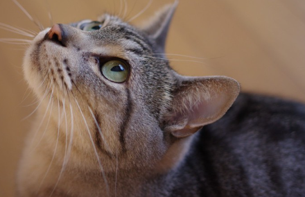 올려다보는 고양이.