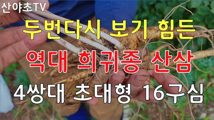 굿모닝대한민국라이브 약초 산삼 천종삼 약초산행 시골이야기 연락처 방송 정보위치