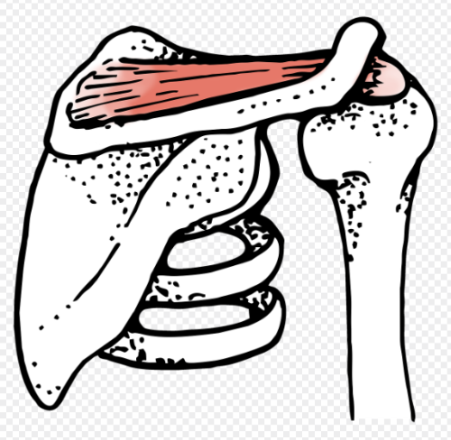 어깨 충돌 증후군 관련 사진