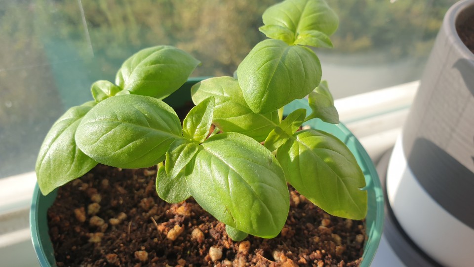 잎이 싱그럽게 자란 바질