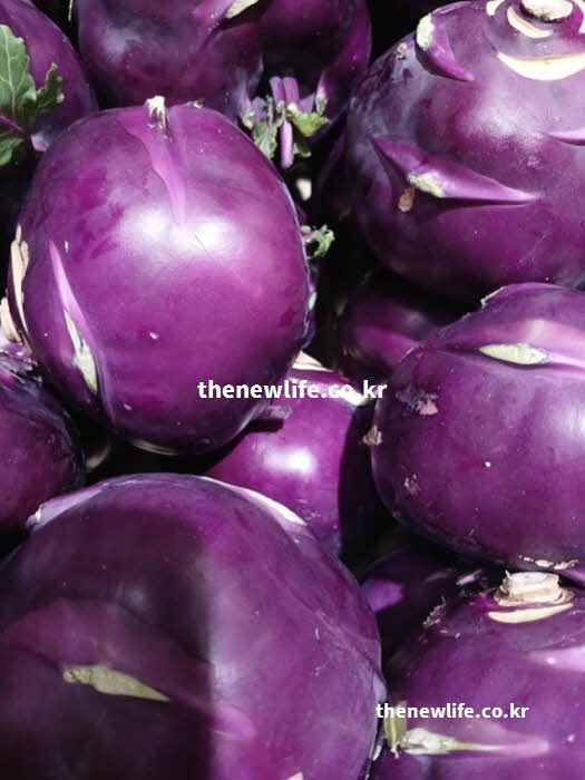 콜라비 효능 노화 방지 안토시아닌