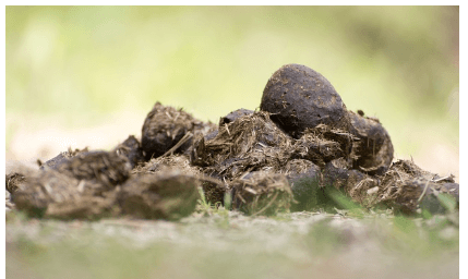 똥(대변)이 폭발하는 꿈해몽 상징 이미지