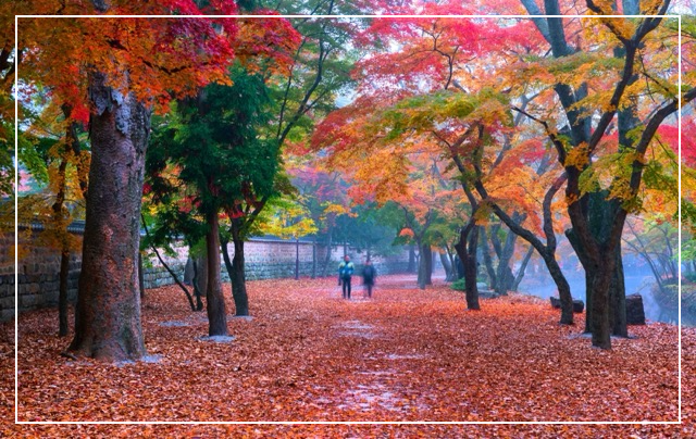 고창 선운사 단풍 이미지