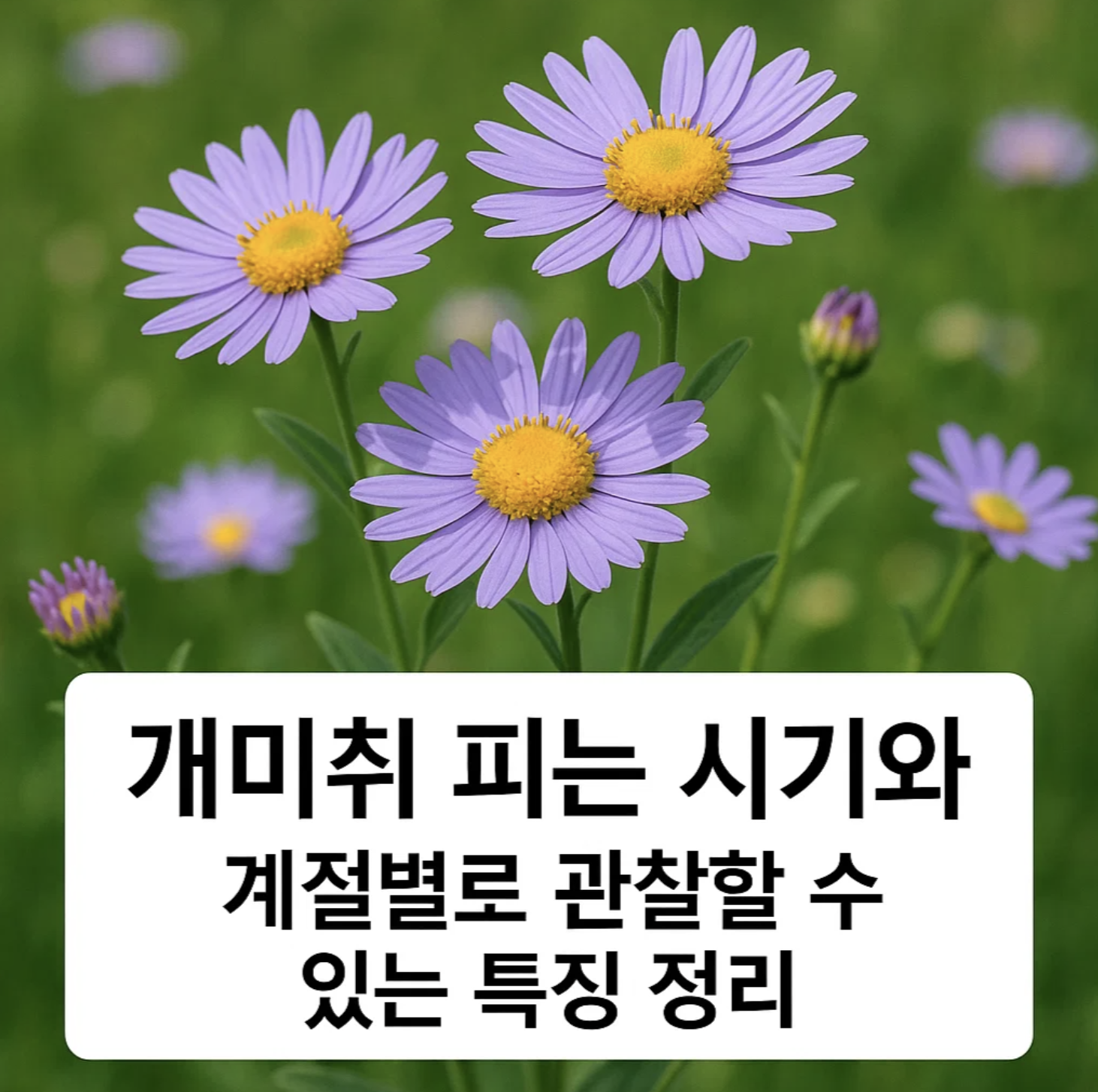 개미취 피는 시기와 계절별로 관찰할 수 있는 특징 정리