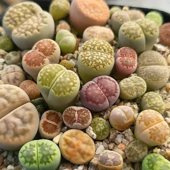 리톱스 키우기, 분갈이, 발아후 관리, 씨앗심기, 물주기, 꽃, 리톱스 종류_44