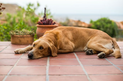 잠들어 있는 개.