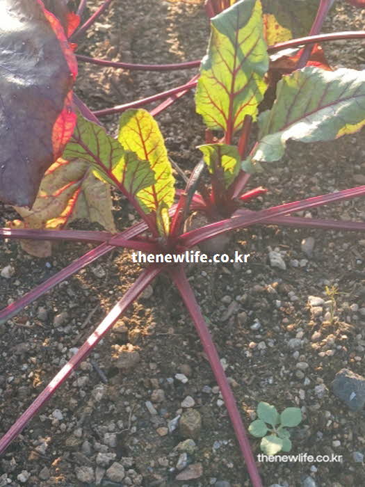 비트 효능 혈액 생성 철분