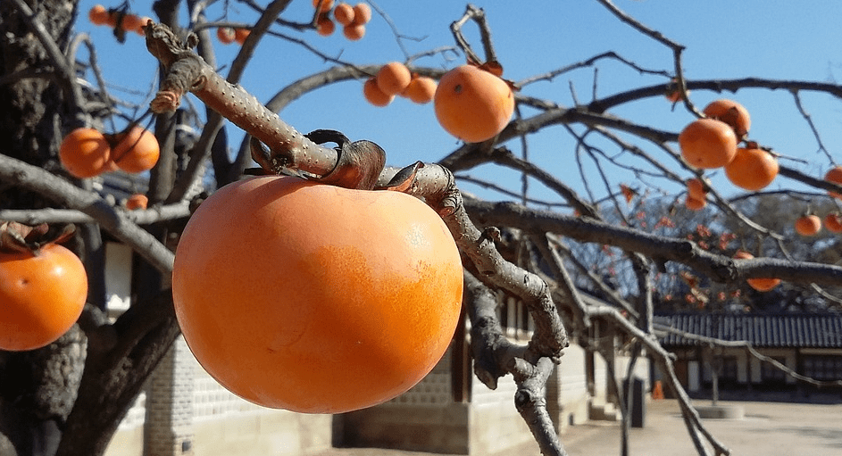 감 효능에 관련된 감 사진 - 4