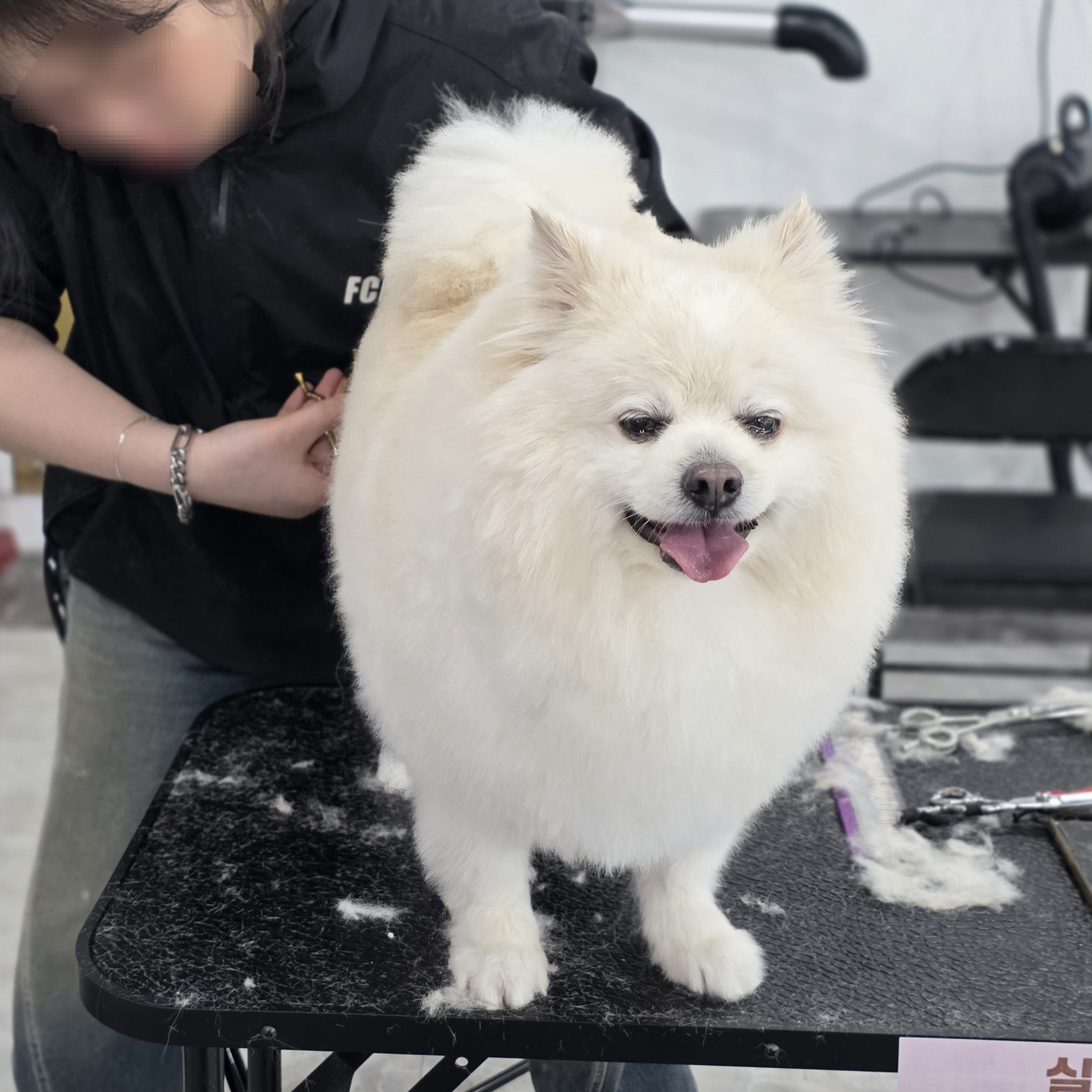 평택애견미용학원