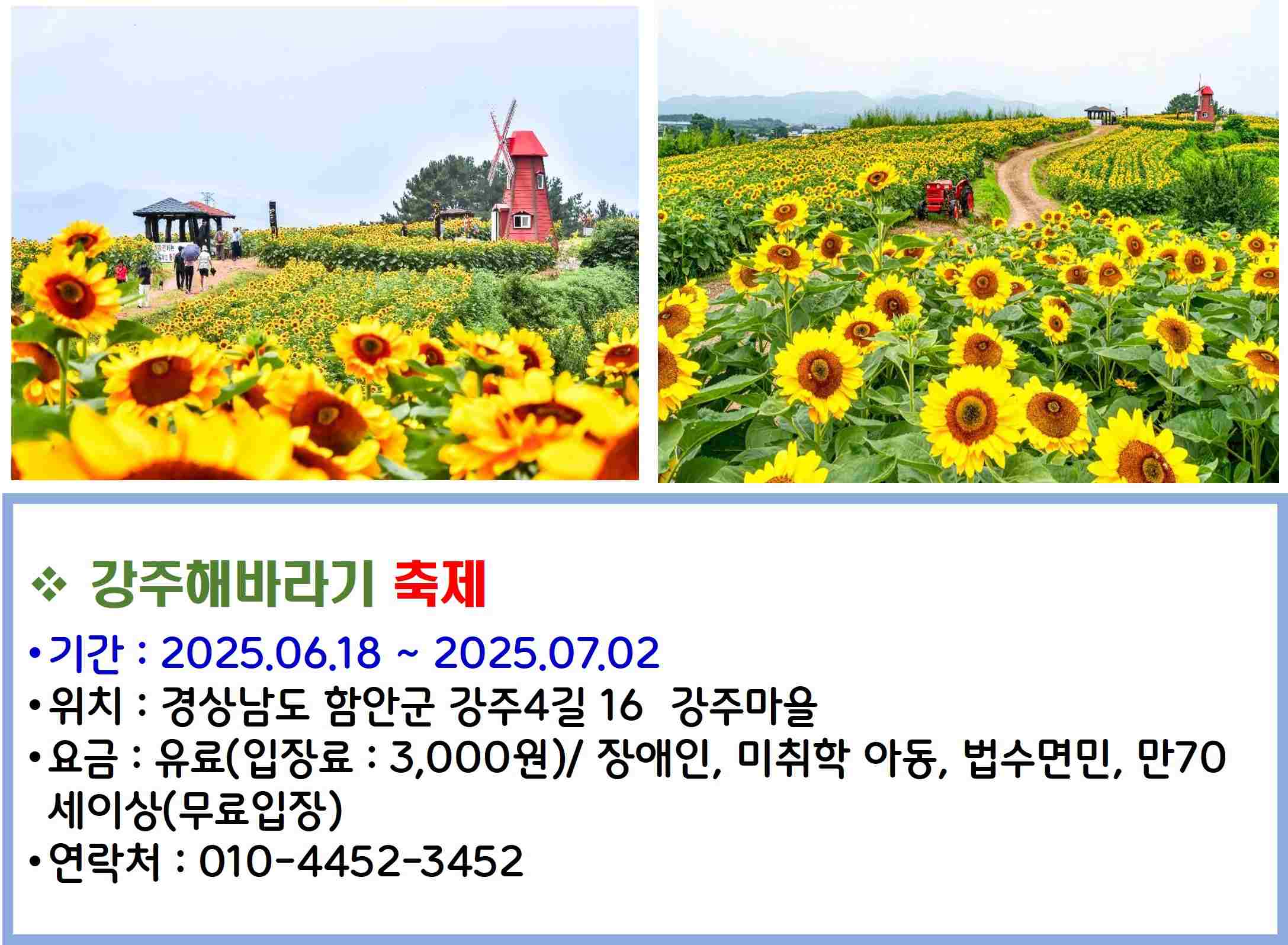 강주해바라기 축제