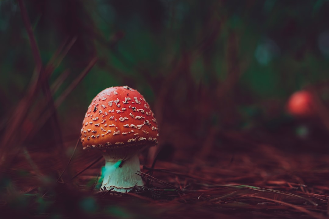 Mushroom