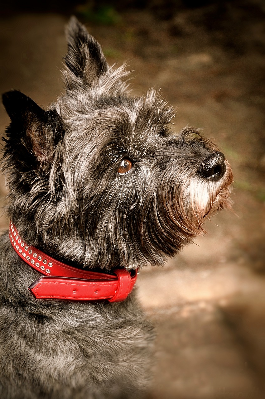 케언 테리어(Cairn Terrier)3