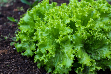 상추 파종시기와 거름 주는 방법 총정리 1