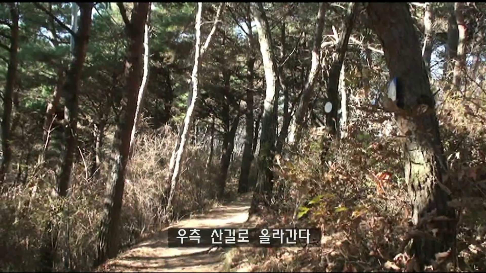 소나무 사이로 이어지는 구봉도 흙길