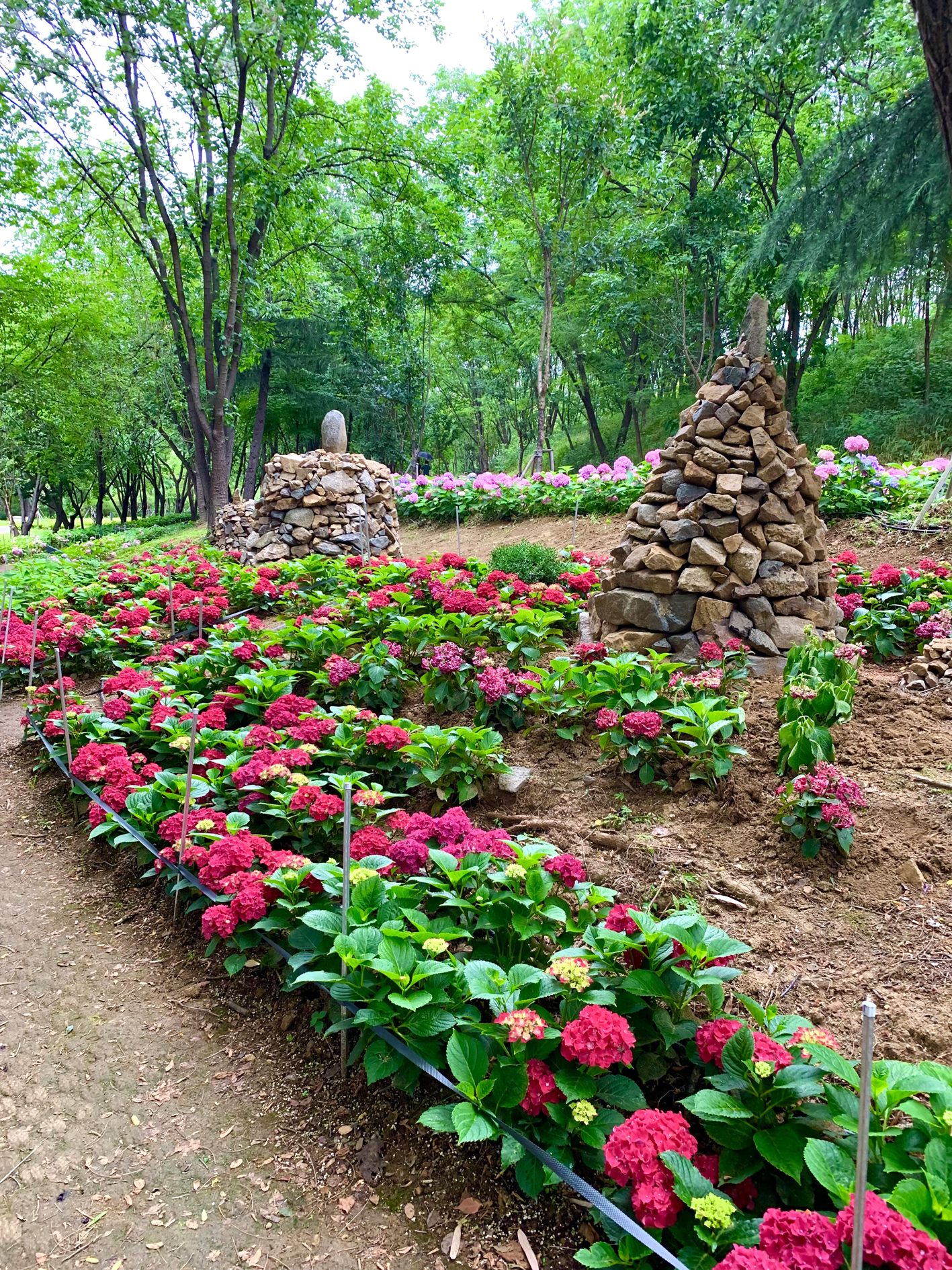 구미다온숲 수국핀 모습입니다.