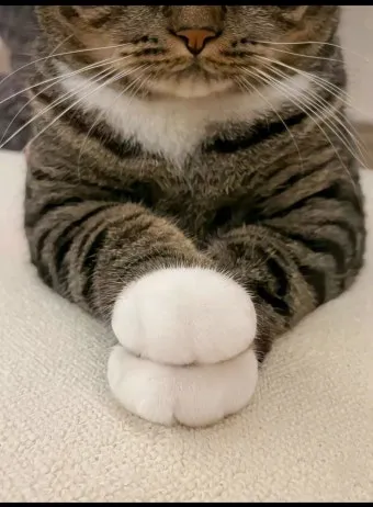 고양이 발톱 빠짐 피 염증_6