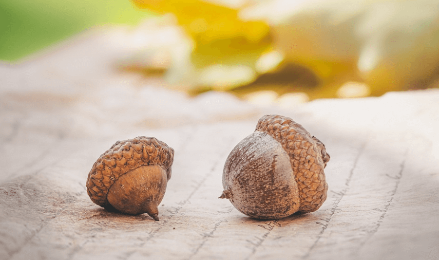도토리 효능 - 5