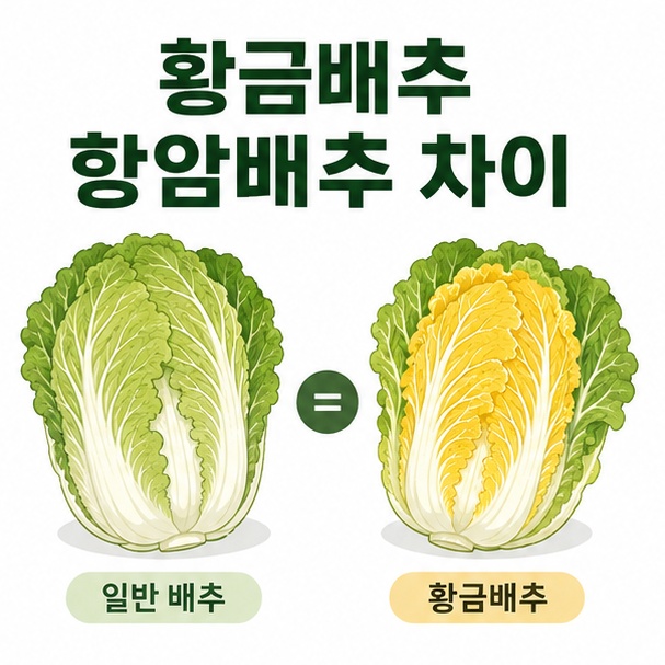 속잎이 노란 배추와 일반 배추를 비교해 황금배추와 항암배추 차이를 안내한 이미지