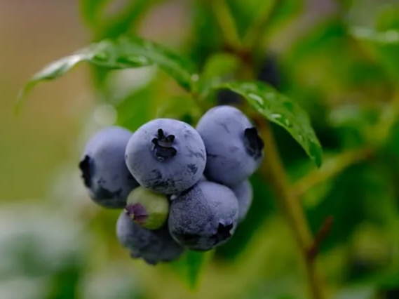 냉동 블루베리 먹는 법