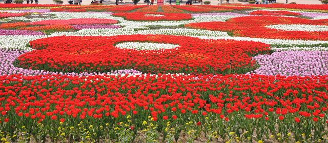 봄꽃구경 가볼만한 곳