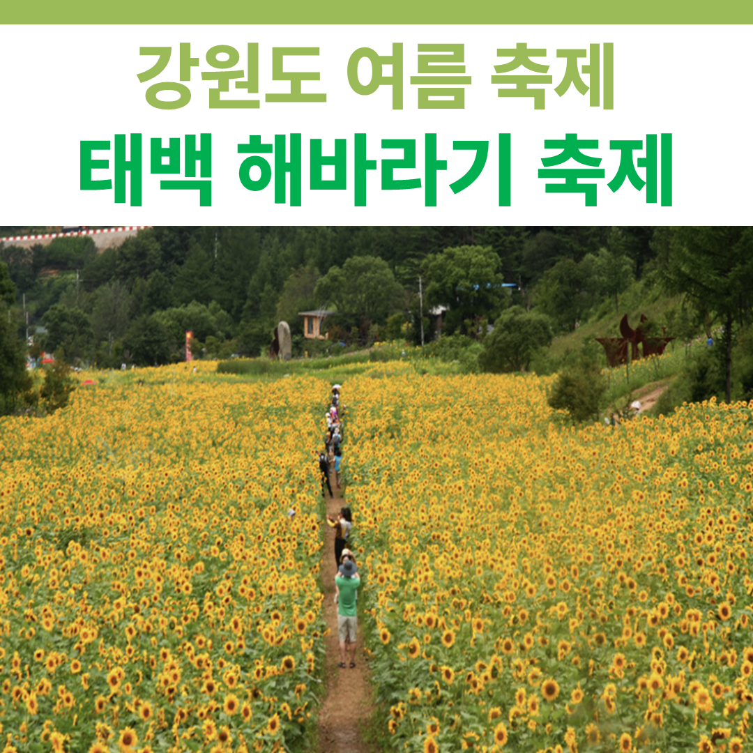 태백 해바라기 축제 썸네일