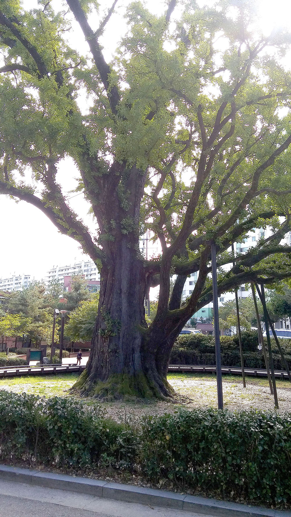 서울둘레길 북한산 왕실묘역길 '은행나무'
