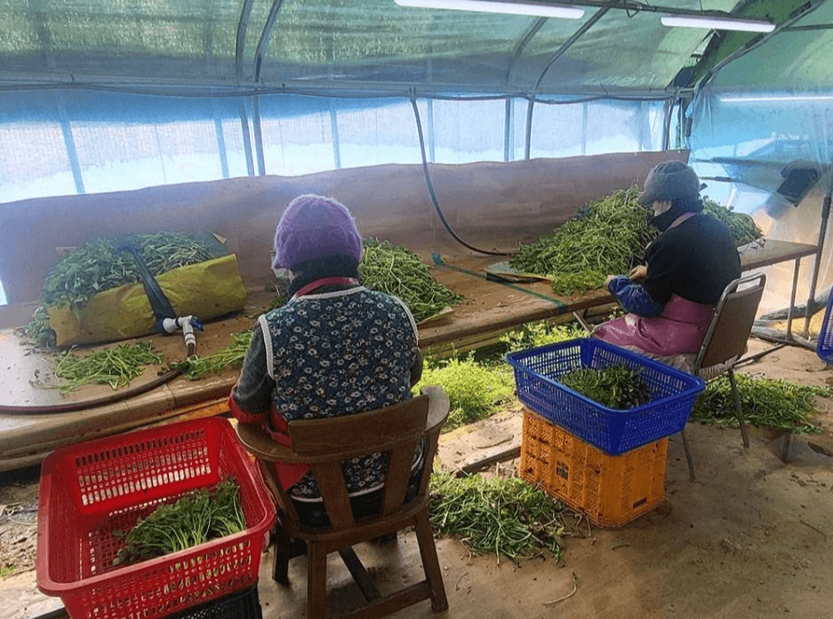 원동 미나리축제