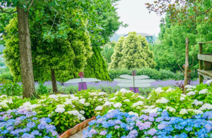 충청권 수국 명소 추천 7곳&amp;#44; 지금 안 가면 손해! 여름 꽃 여행지