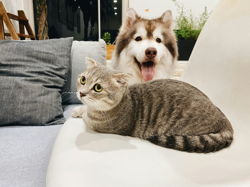 강아지와 고양이