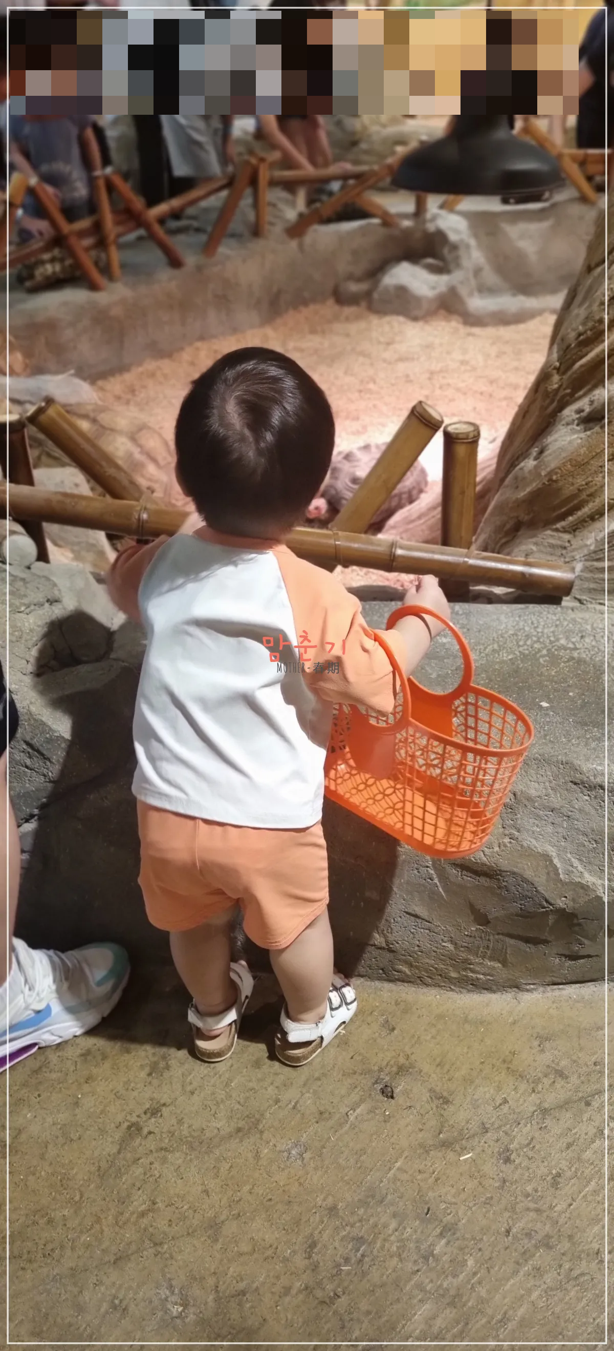 라라쥬동물원-거북이-관찰중인아이